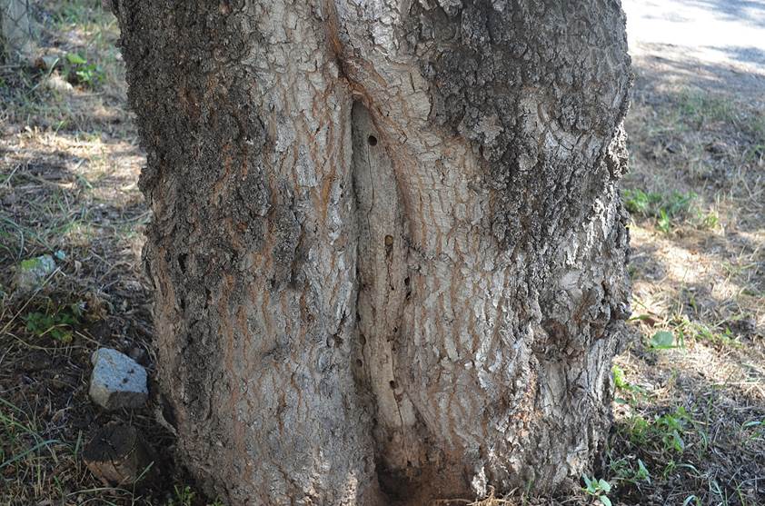 Pb CZ Fraxinus.JPG