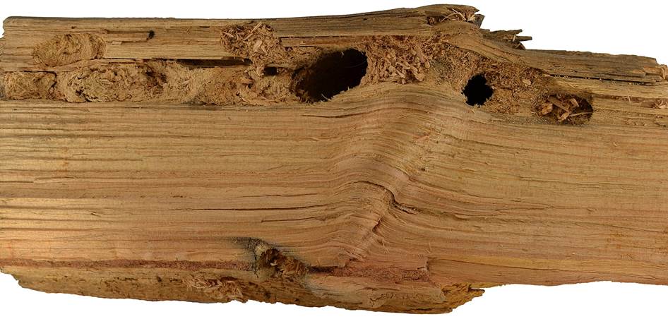 Pa CZ Pinus.JPG