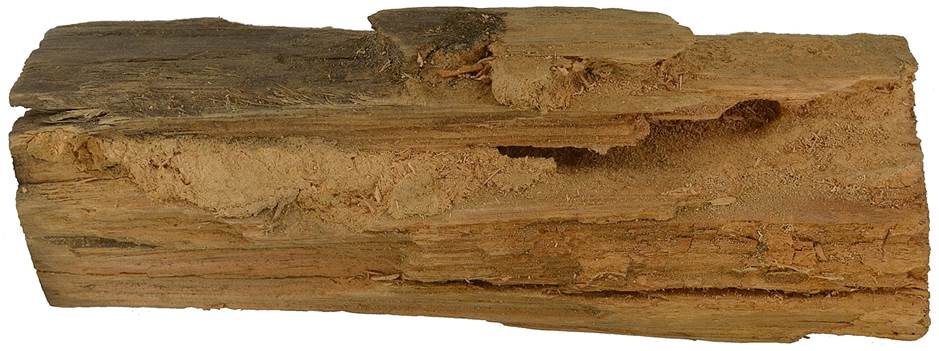 Pb CZ Pinus.JPG