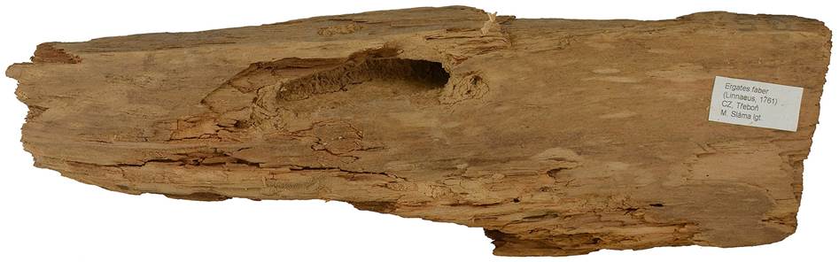 Pc CZ Pinus.JPG