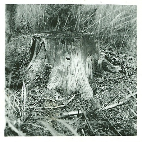 Pd CZ Pinus.jpg
