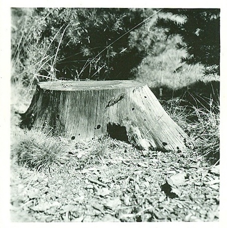 Pe CZ Pinus.jpg