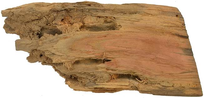 Pa CZ Pinus.JPG