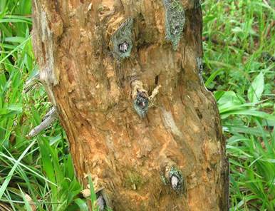 Pc CZ Picea.JPG
