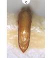 4 St. simplonica aedeagus.bmp
