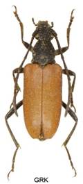 8EAA_7143  picticornis.jpg