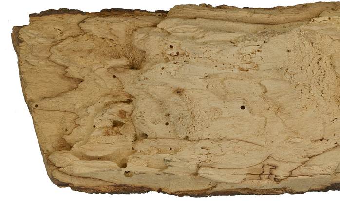 Pb SK Fagus.JPG