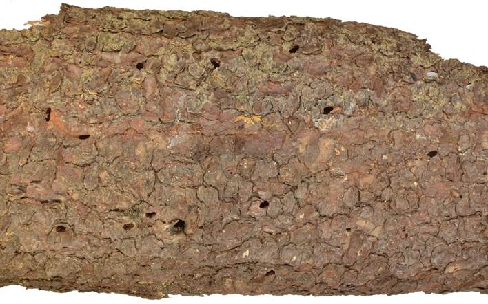 Pa CZ Picea.JPG