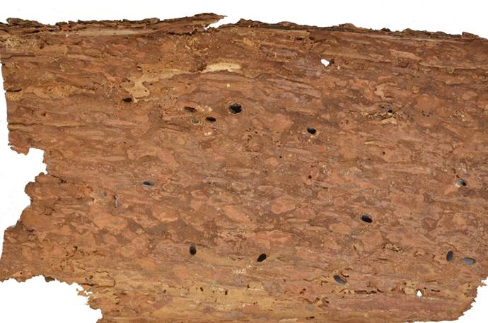 Pb CZ Picea.JPG
