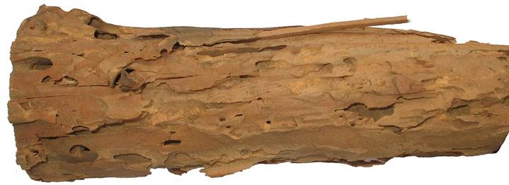 Ph CZ Pinus.jpg