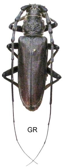 aac GR.jpg