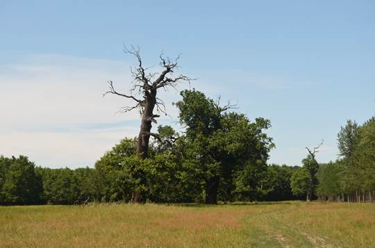 Pa CZ Quercus.JPG