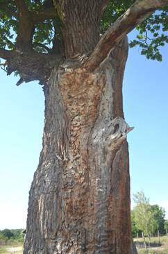 Pb CZ Quercus.JPG