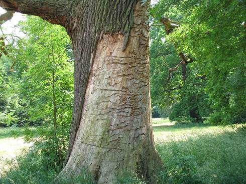 Pc CZ Quercus.JPG