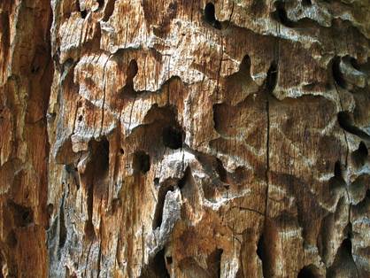 Pf CZ Quercus.JPG