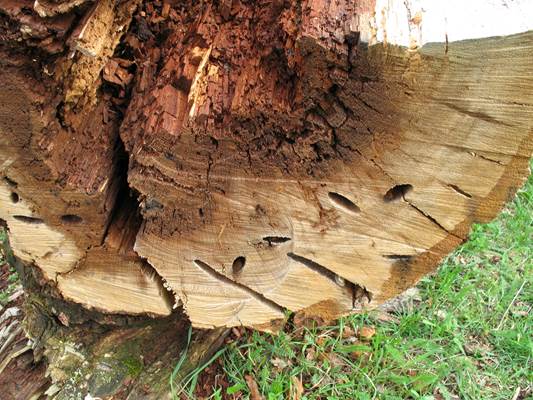 Ph CZ Quercus.JPG