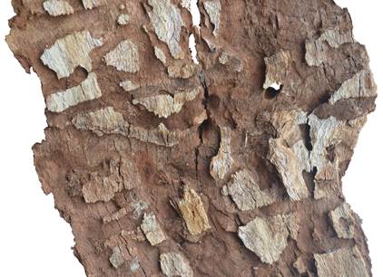 Pg CZ Quercus.JPG