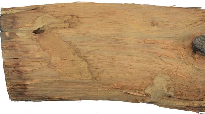 Pa CZ Quercus.JPG