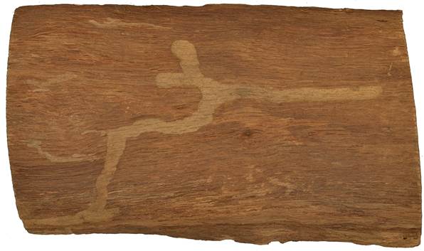 Pa CZ Quercus.JPG