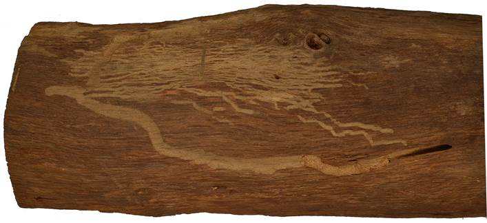 Pb CZ Quercus.JPG