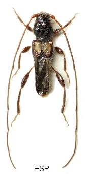 Glaphyra marmottani Ivo X.tif