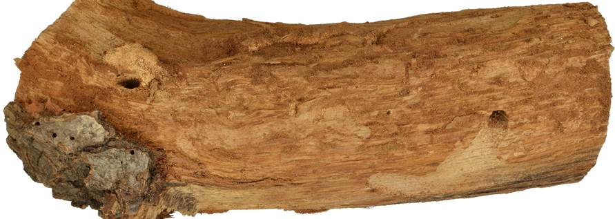 Pb CZ Quercus.JPG