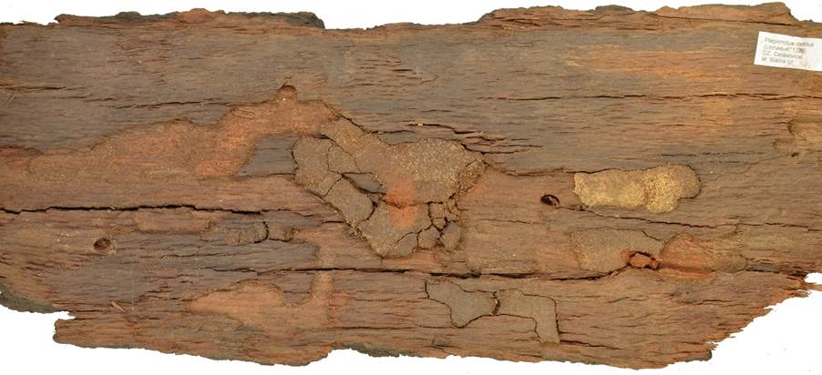 Pa CZ Quercus.JPG