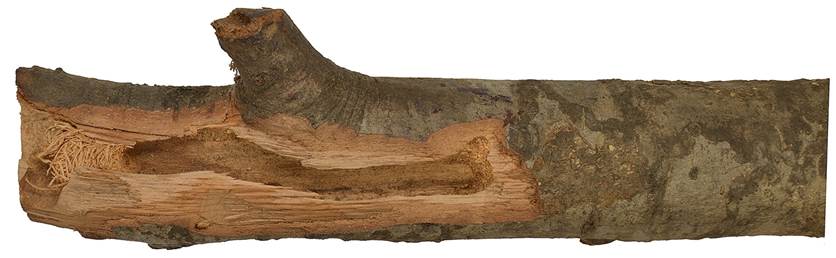 Pa MAC Quercus.JPG