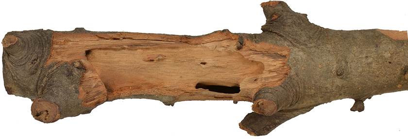 Pb MAC Quercus.JPG
