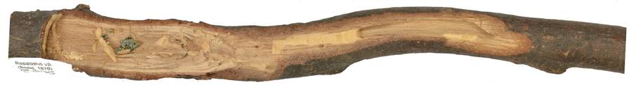 Pa GR Quercus.JPG