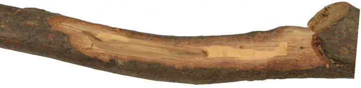 Pb GR Quercus.JPG