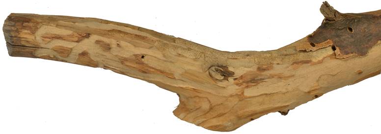 Pa SK Fagus.JPG