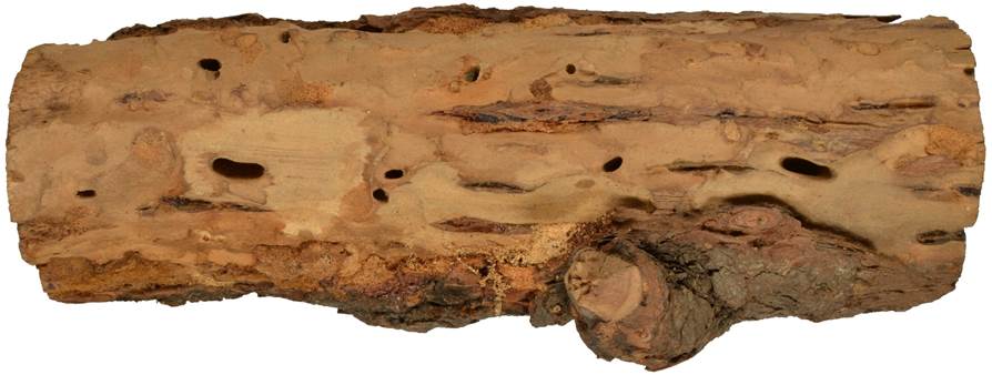 Pb SK Picea.JPG