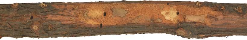 Pb GR Juniperus.JPG
