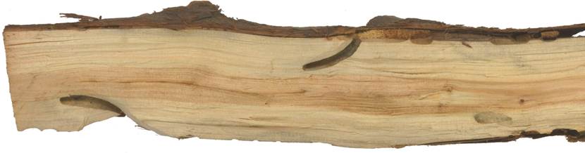 Pd SK Juniperus.JPG