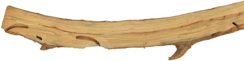 Pe SK Juniperus.JPG