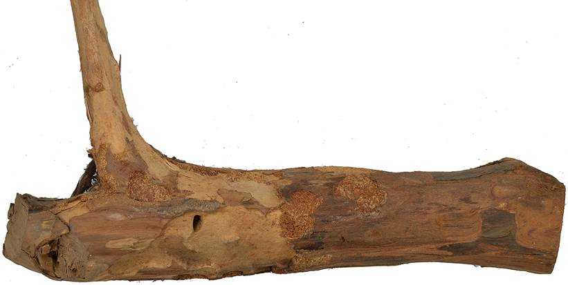 Pc SK Juniperus.JPG