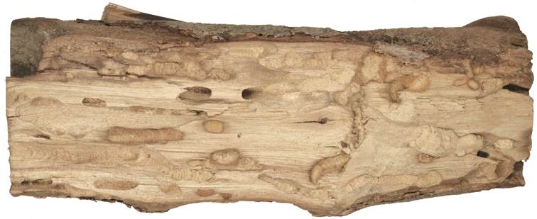 aac Krta Ficus.JPG