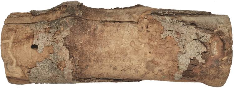 aab ESP Ficus.JPG