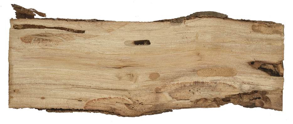aae Krta Ficus.JPG