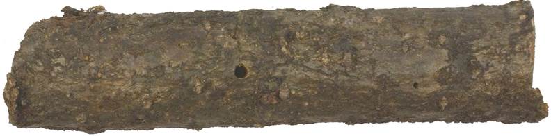 Pa CZ Quercus.JPG