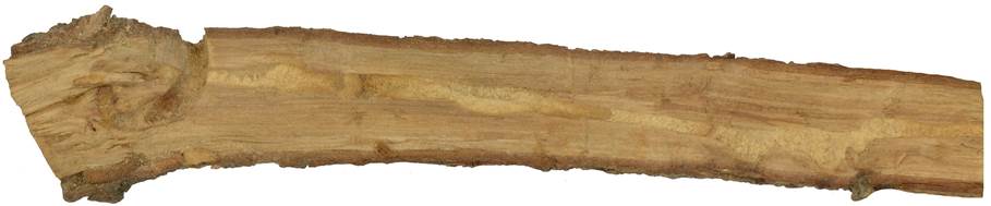Pd CZ Quercus.JPG