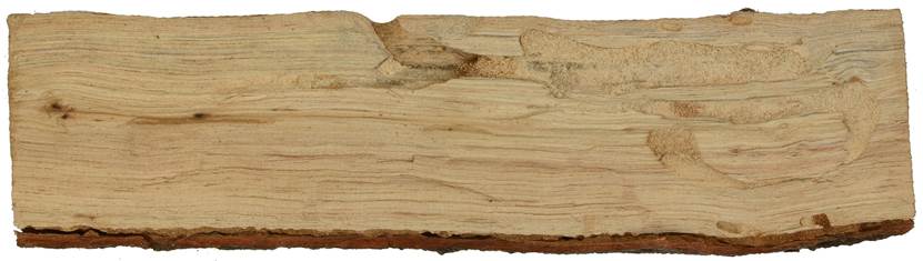 Pe CZ Quercus.JPG