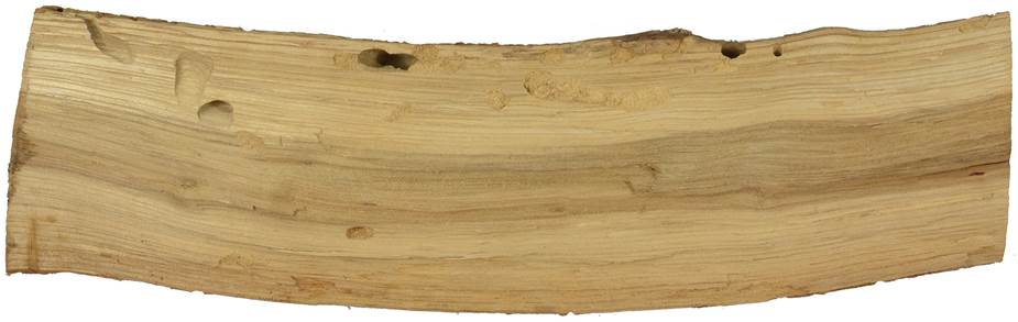 Pg CZ Quercus.JPG