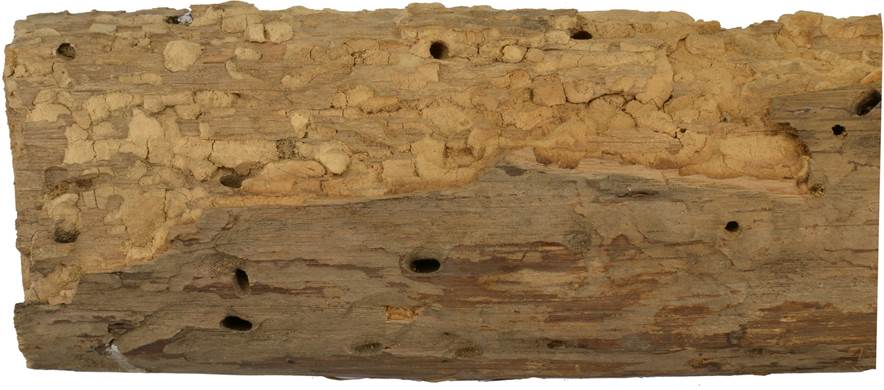 Pa CZ Quercus.JPG