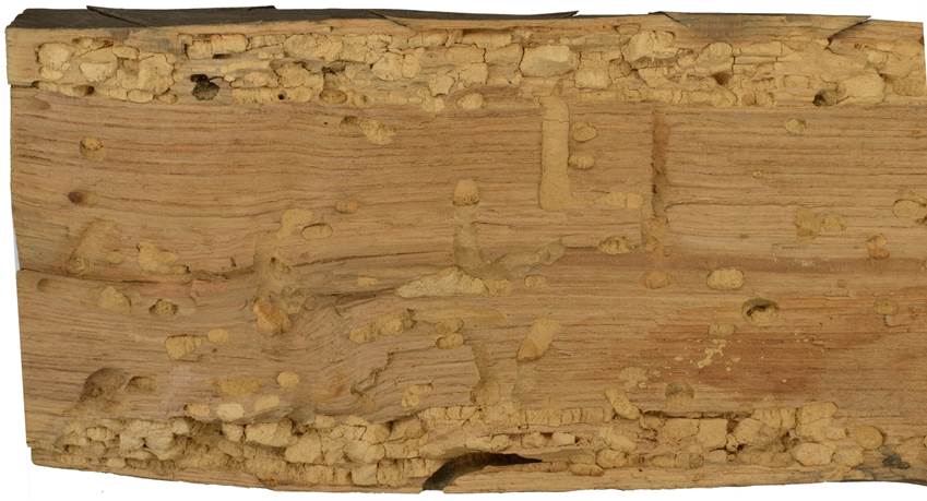 Pb CZ Quercus.JPG