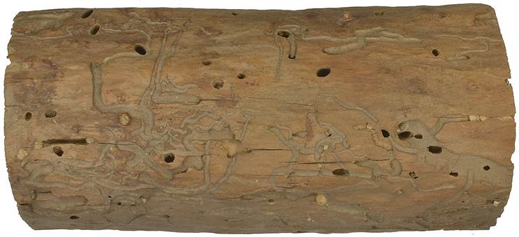 Pa SK Betula.JPG