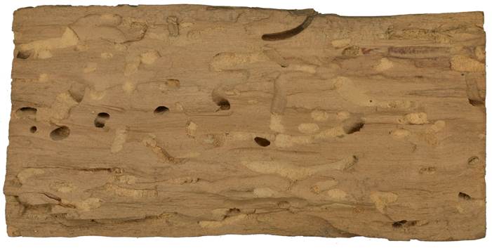 Pc SK Betula.JPG