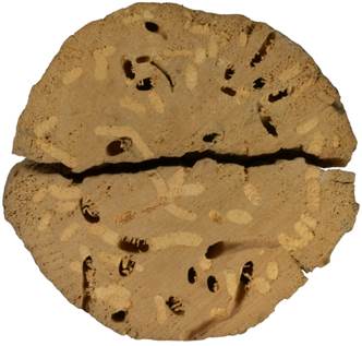 Pd SK Betula.JPG