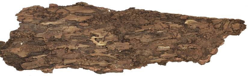 Pb CZ Picea.JPG